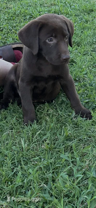 Delta – Labrador Retriever puppy for sale in Marietta, OK