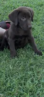 Delta, a female Labrador Retriever for sale in Marietta, OK – 1 of 1