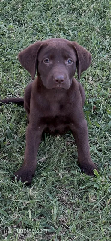 Howie – Labrador Retriever puppy for sale in Marietta, OK