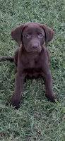 Howie, a male Labrador Retriever for sale in Marietta, OK – 1 of 1