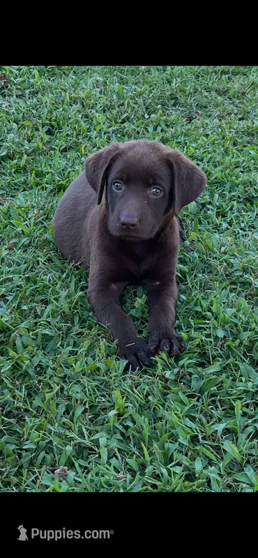 Willie – Labrador Retriever puppy for sale in Marietta, OK