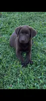 Willie, a male Labrador Retriever for sale in Marietta, OK – 1 of 1