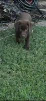Jasper, a male Labrador Retriever for sale in Marietta, OK – 1 of 1