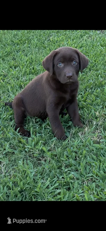 Tilly – Labrador Retriever puppy for sale in Marietta, OK