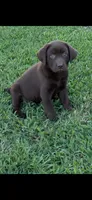 Tilly, a female Labrador Retriever for sale in Marietta, OK – 1 of 1