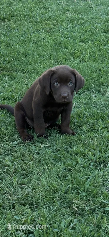 Johnston – Labrador Retriever puppy for sale in Marietta, OK