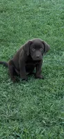 Johnston, a male Labrador Retriever for sale in Marietta, OK – 1 of 1