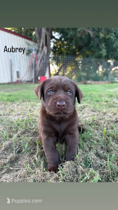 Aubrey – Labrador Retriever puppy for sale in Marietta, OK