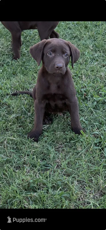 Clay – Labrador Retriever puppy for sale in Marietta, OK