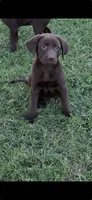 Clay, a male Labrador Retriever for sale in Marietta, OK – 1 of 1
