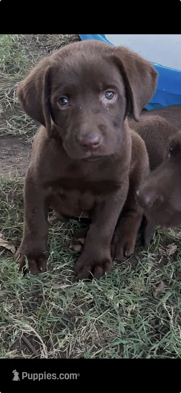 Anderson – Labrador Retriever puppy for sale in Marietta, OK