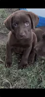 Anderson, a female Labrador Retriever for sale in Marietta, OK – 1 of 1