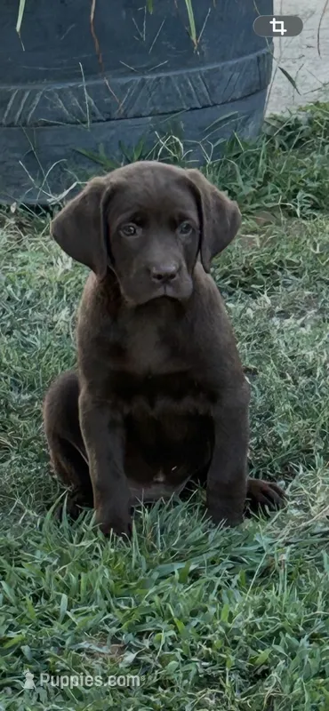 Carter – Labrador Retriever puppy for sale in Marietta, OK