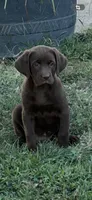 Carter, a female Labrador Retriever for sale in Marietta, OK – 1 of 1