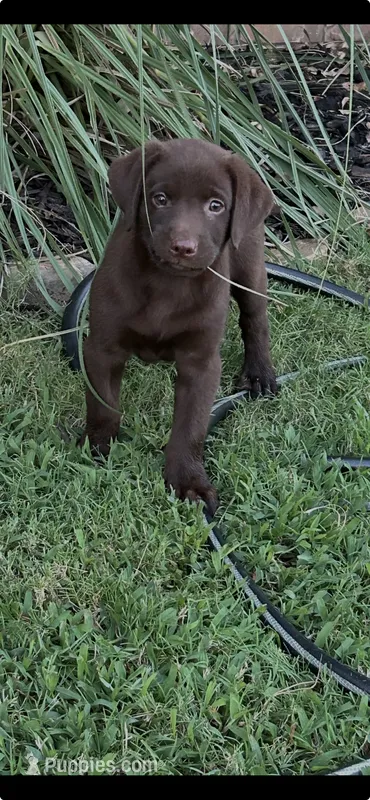 Grady – Labrador Retriever puppy for sale in Marietta, OK