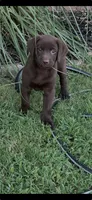 Grady, a male Labrador Retriever for sale in Marietta, OK – 1 of 1