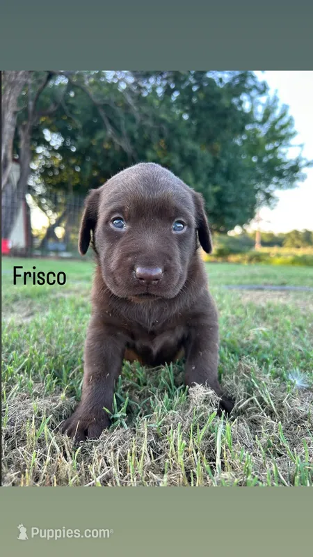 Frisco – Labrador Retriever puppy for sale in Marietta, OK