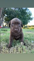 Frisco, a male Labrador Retriever for sale in Marietta, OK – 1 of 1