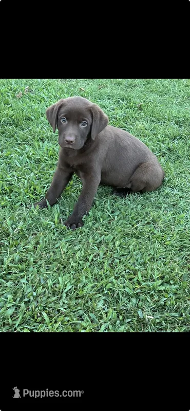 Bryan – Labrador Retriever puppy for sale in Marietta, OK