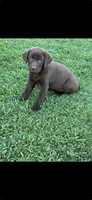 Bryan, a male Labrador Retriever for sale in Marietta, OK – 1 of 1