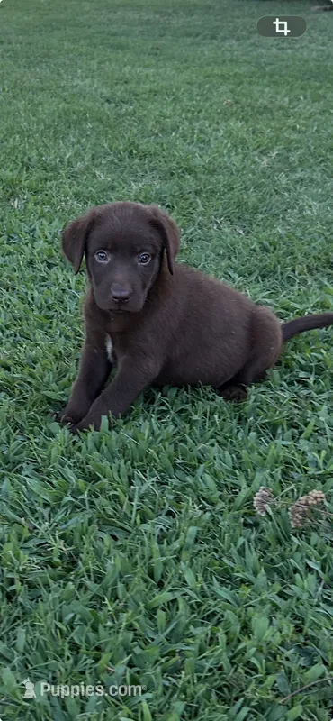 Peso – Labrador Retriever puppy for sale in Marietta, OK
