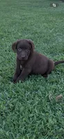 Peso, a male Labrador Retriever for sale in Marietta, OK – 1 of 1
