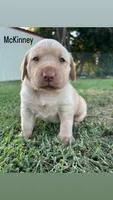McKinney, a female Labrador Retriever for sale in Marietta, OK – 1 of 1