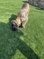 Maverick, a male Cane Corso for sale in Wildwood, MO – Photo 8 of 8