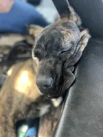 Maverick, a male Cane Corso for sale in Wildwood, MO – Photo 4 of 8