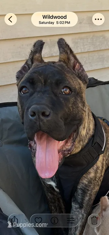 Maverick – Cane Corso puppy for sale in Wildwood, MO