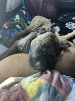 Maverick, a male Cane Corso for sale in Wildwood, MO – Photo 7 of 8