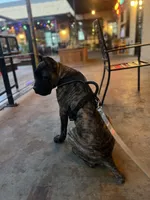 Maverick, a male Cane Corso for sale in Wildwood, MO – Photo 5 of 8