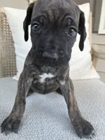 Cane Corso , a male Cane Corso for sale in Winder, GA – 6 of 6