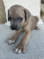 Formentino Male Cane Corso, a male Cane Corso for sale in Winder, GA – 2 of 7