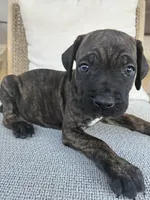 Cane Corso , a male Cane Corso for sale in Winder, GA – 4 of 6