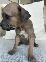 Male Runt Cane Corso, a male Cane Corso for sale in Winder, GA – 4 of 4