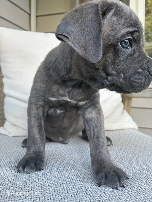 Gray Brindle Cane Corso – Cane Corso puppy for sale in Winder, GA