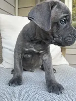 Gray Brindle Cane Corso, a male Cane Corso for sale in Winder, GA – 1 of 5