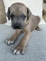 Formentino Male Cane Corso, a male Cane Corso for sale in Winder, GA – 5 of 7