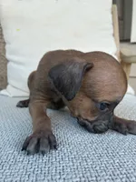 Male Runt Cane Corso, a male Cane Corso for sale in Winder, GA – 2 of 4
