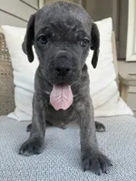 Gray Brindle Cane Corso, a male Cane Corso for sale in Winder, GA – 2 of 5