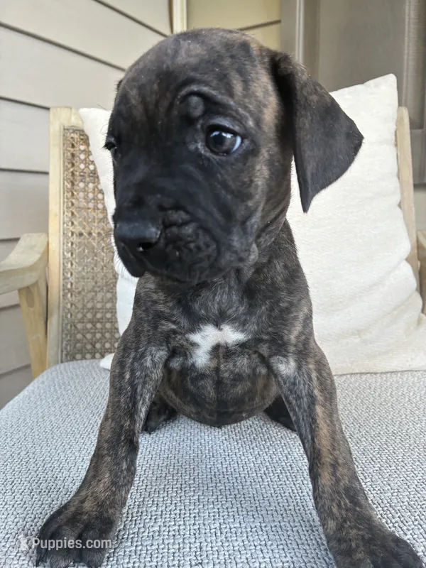 Cane Corso  – Cane Corso puppy for sale in Winder, GA