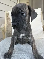 Cane Corso , a male Cane Corso for sale in Winder, GA – 1 of 6