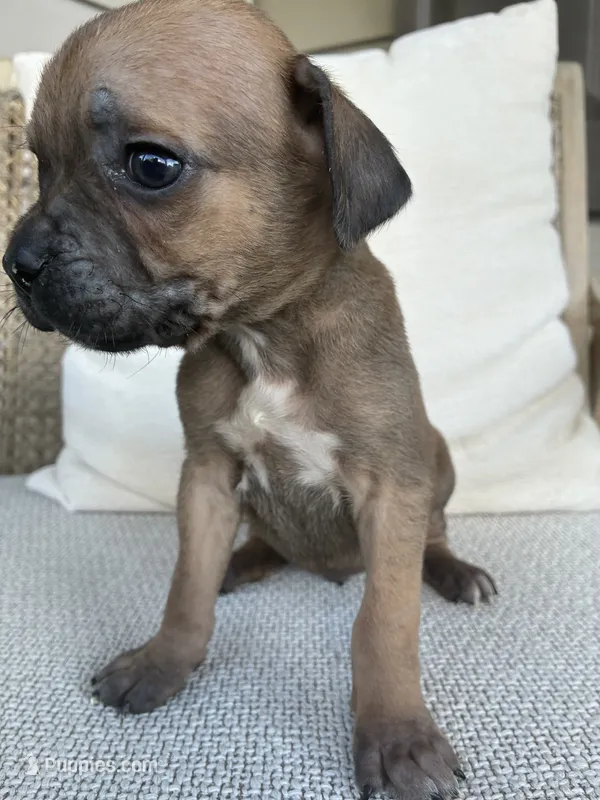 Male Runt Cane Corso – Cane Corso puppy for sale in Winder, GA