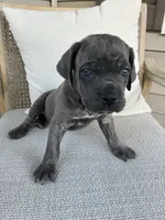 Gray Brindle Cane Corso, a male Cane Corso for sale in Winder, GA – 3 of 5
