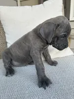 Gray Brindle Cane Corso, a male Cane Corso for sale in Winder, GA – 4 of 5