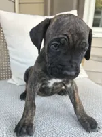 Cane Corso , a male Cane Corso for sale in Winder, GA – 5 of 6