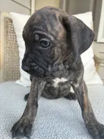 Cane Corso , a male Cane Corso for sale in Winder, GA – 3 of 6
