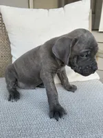Gray Brindle Cane Corso, a male Cane Corso for sale in Winder, GA – 5 of 5