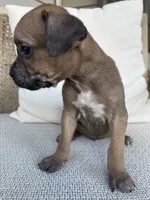 Male Runt Cane Corso, a male Cane Corso for sale in Winder, GA – 3 of 4